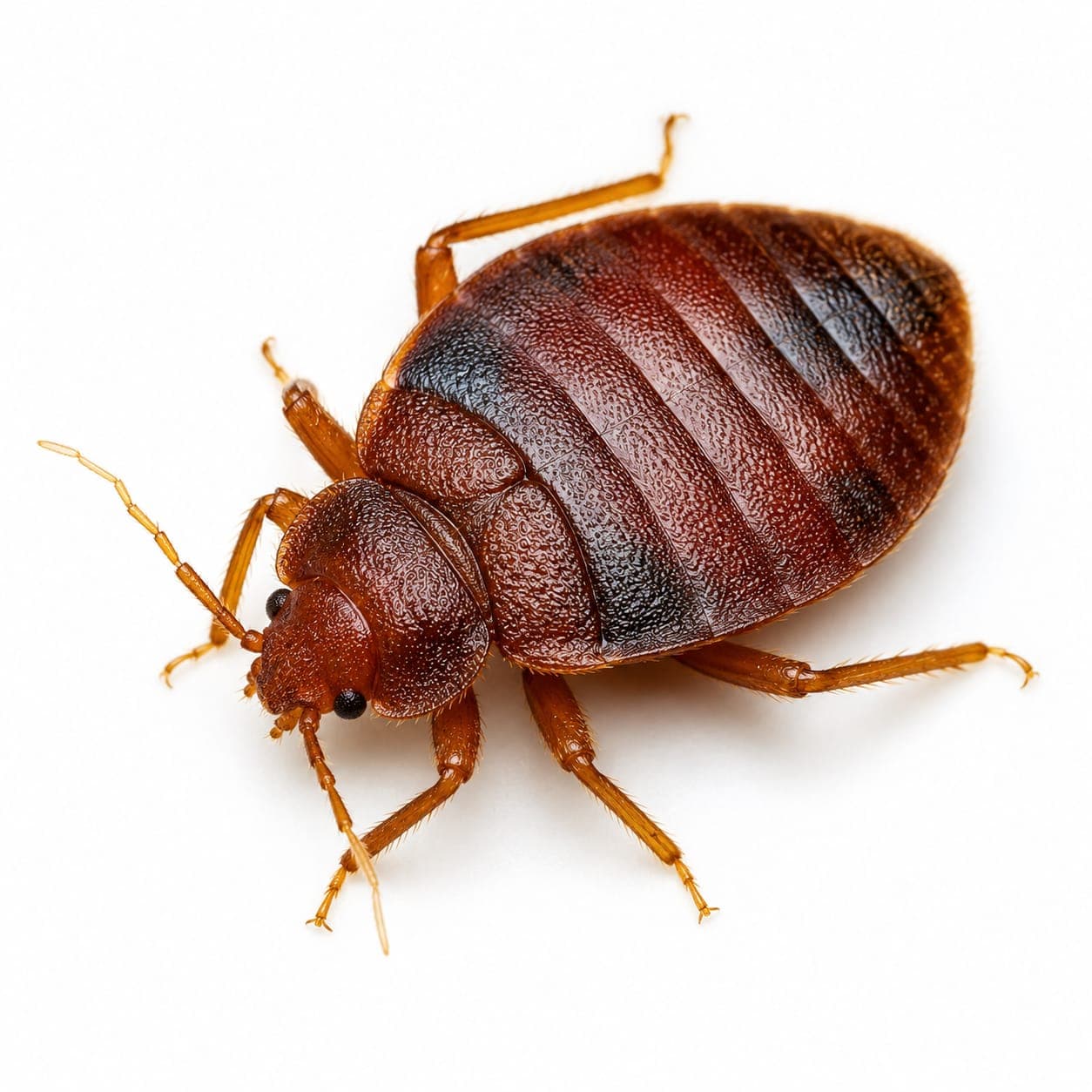 Bed Bugs