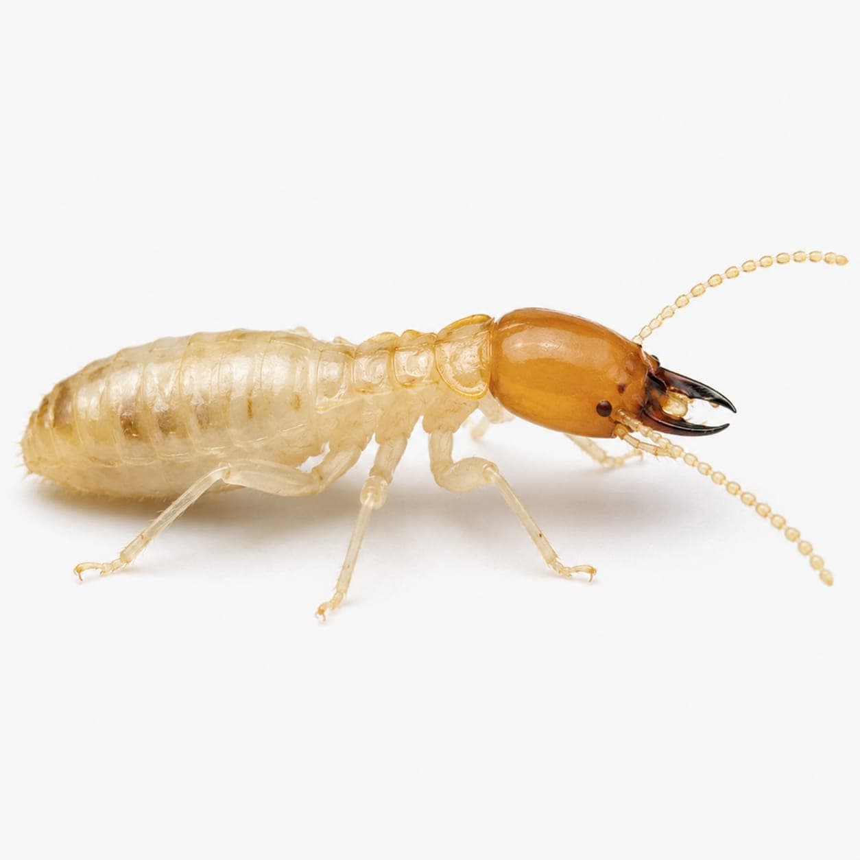 Termites