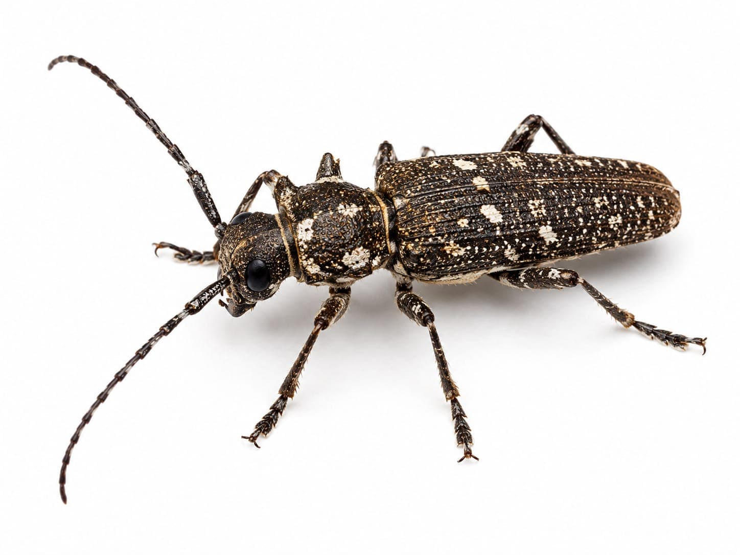 Wood Borer